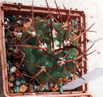 Gymnocalycium bozsingianum GN 1075/3935, 6-7 см